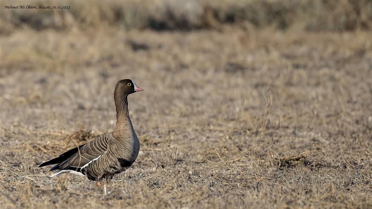 Lesser White-fronted Goose