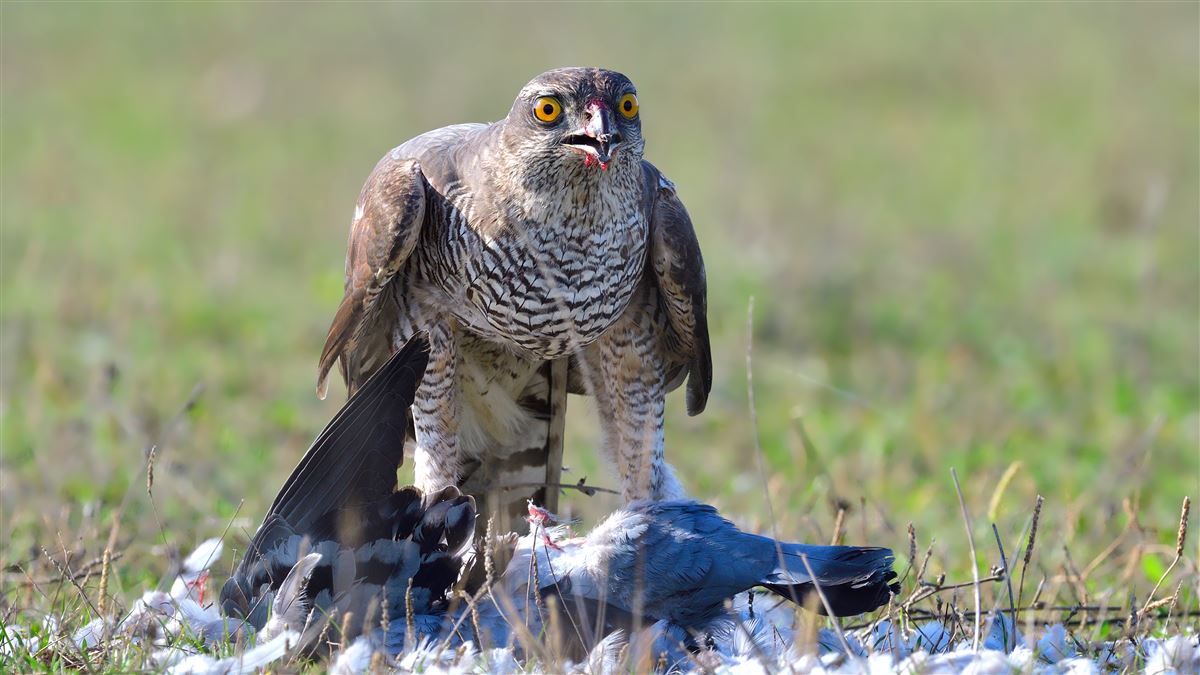 Eurasian Sparrowhawk