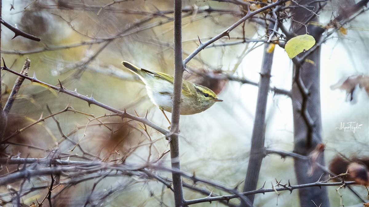 Pallas`s Leaf Warbler