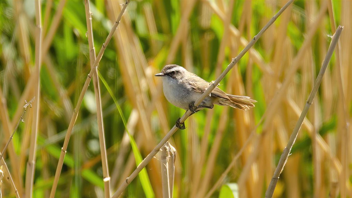 Moustached Warbler