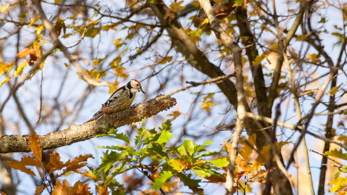 Middle Spotted Woodpecker