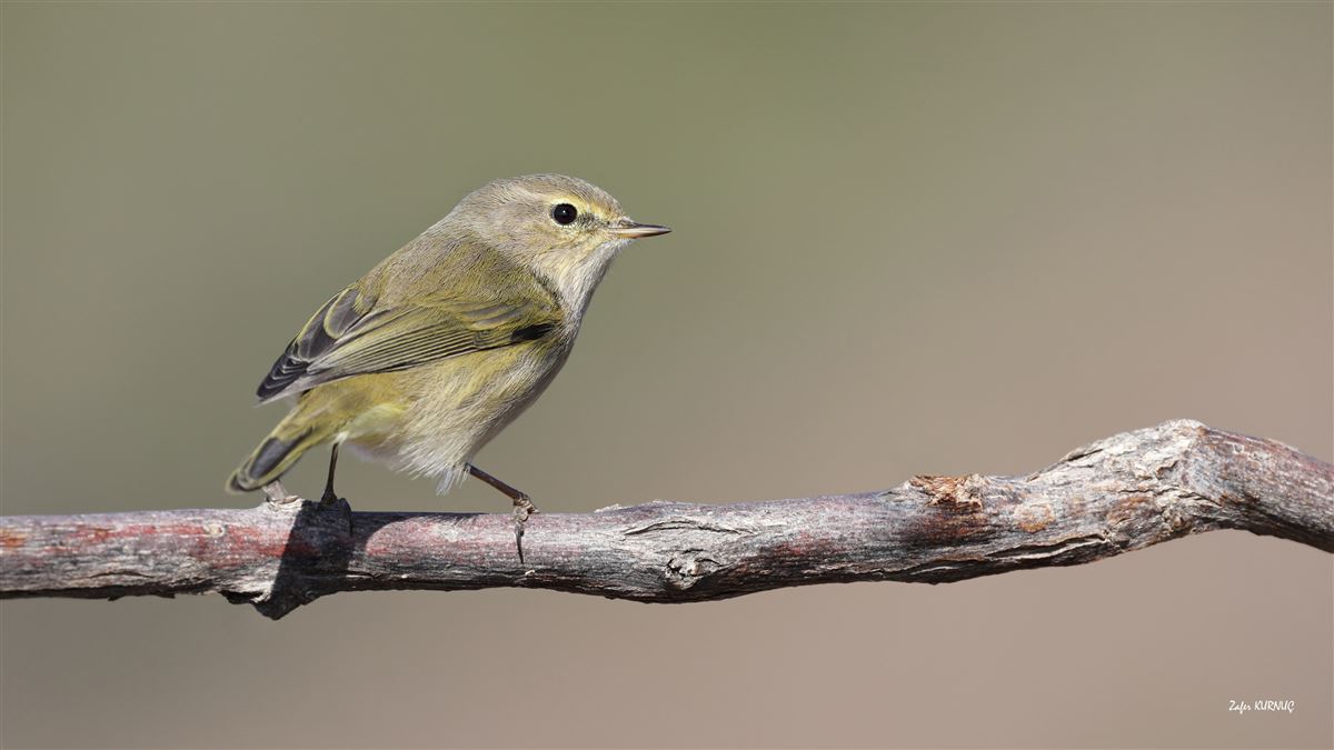Common Chiffchaff