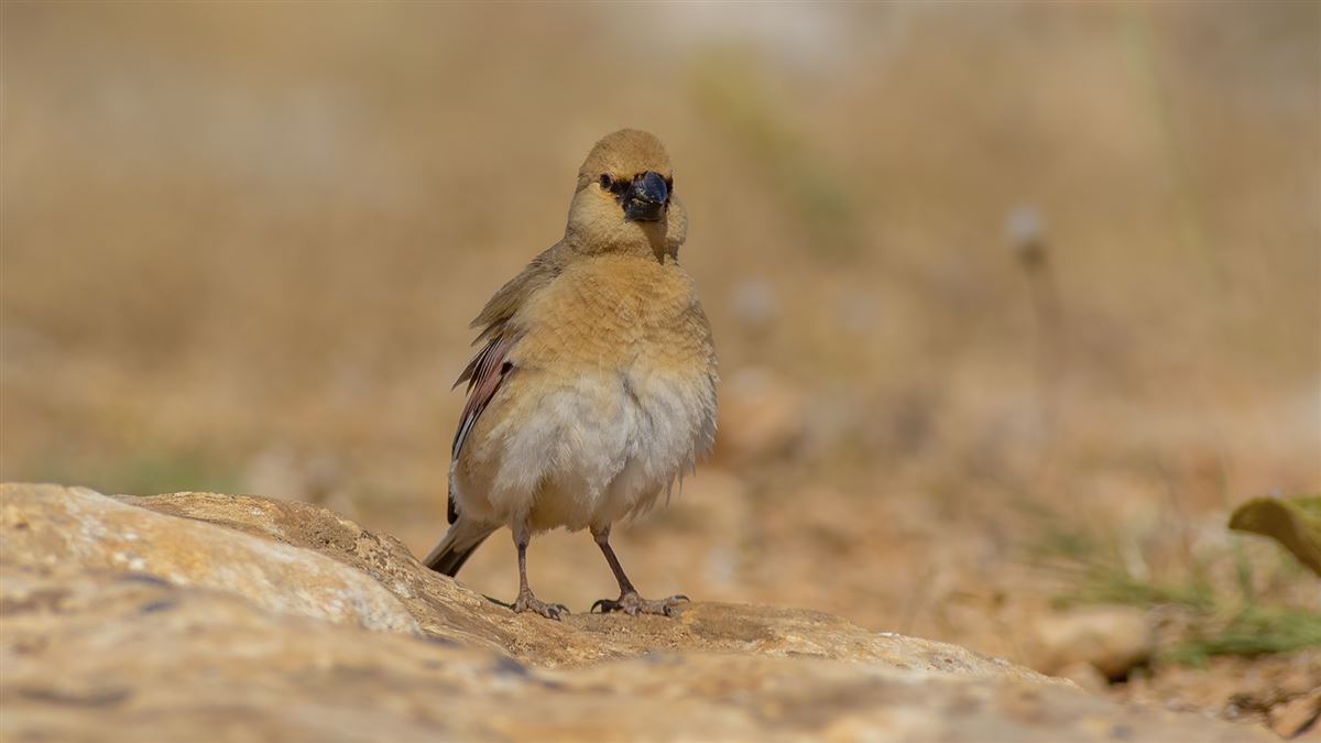 Desert Finch