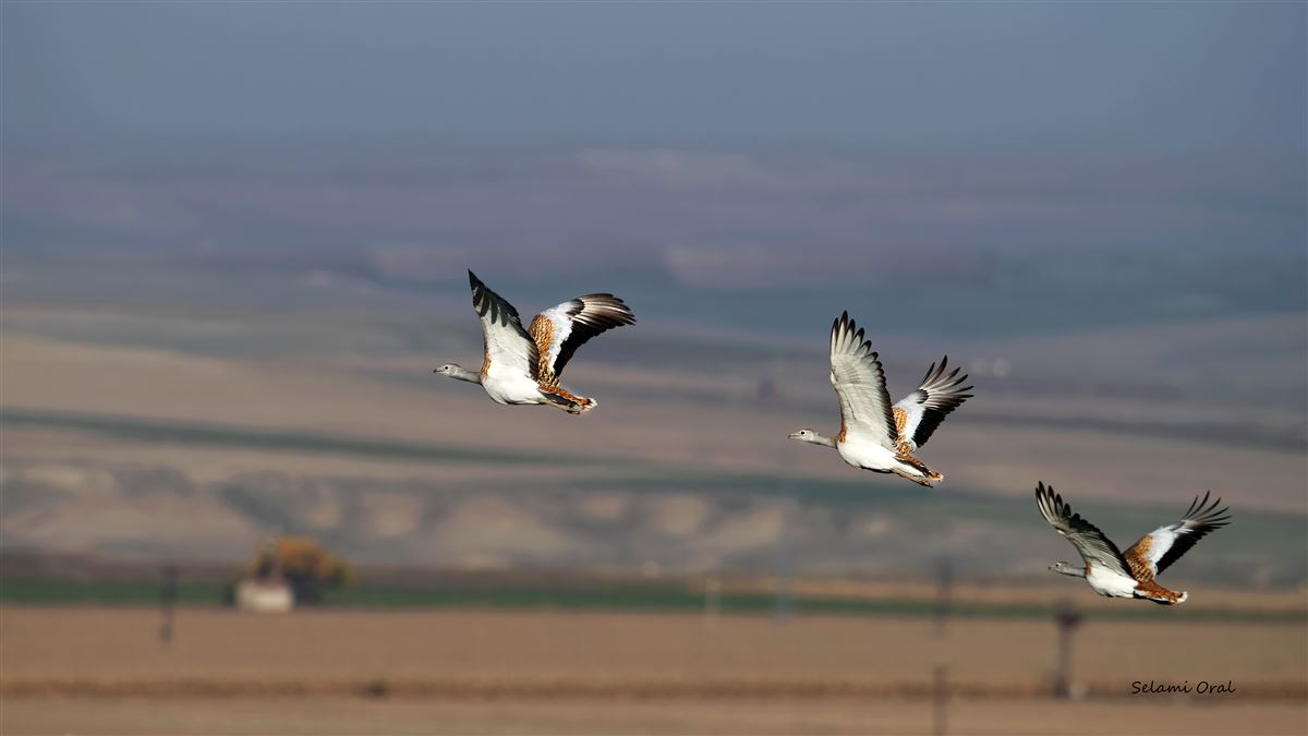 Great Bustard