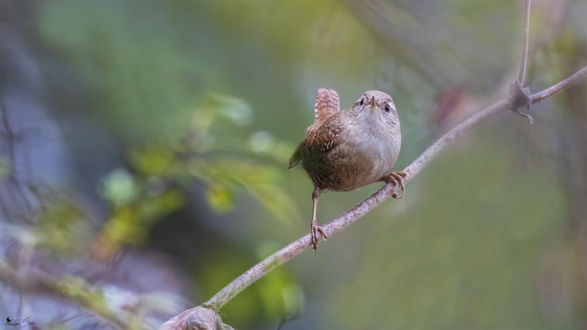 Eurasian Wren