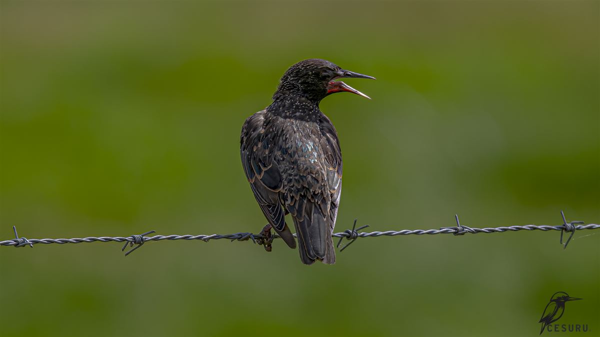 Common Starling
