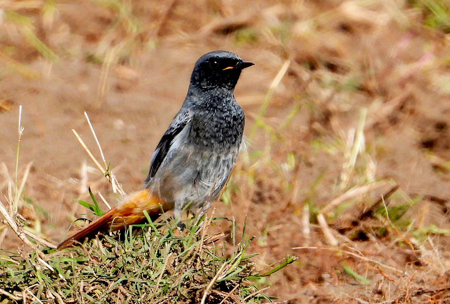 Black Redstart