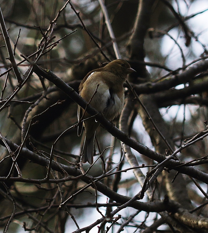Eurasian Chaffinch
