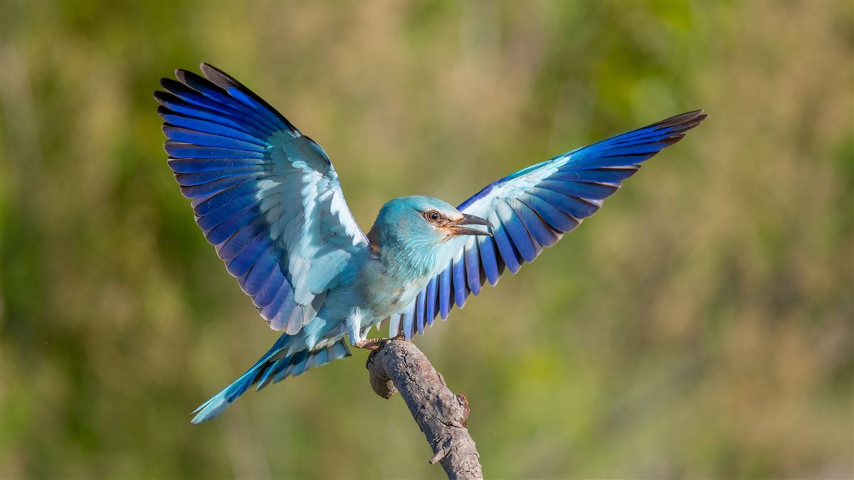 European Roller
