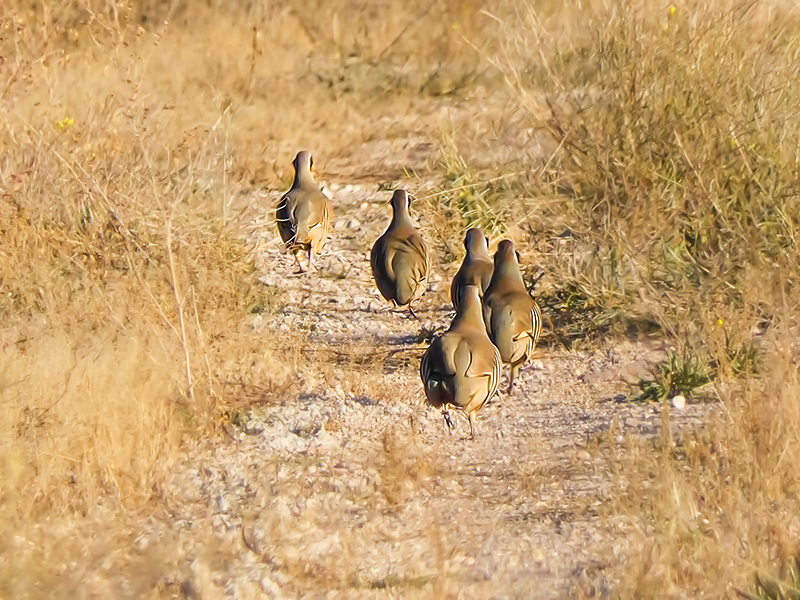 Chukar Partridge