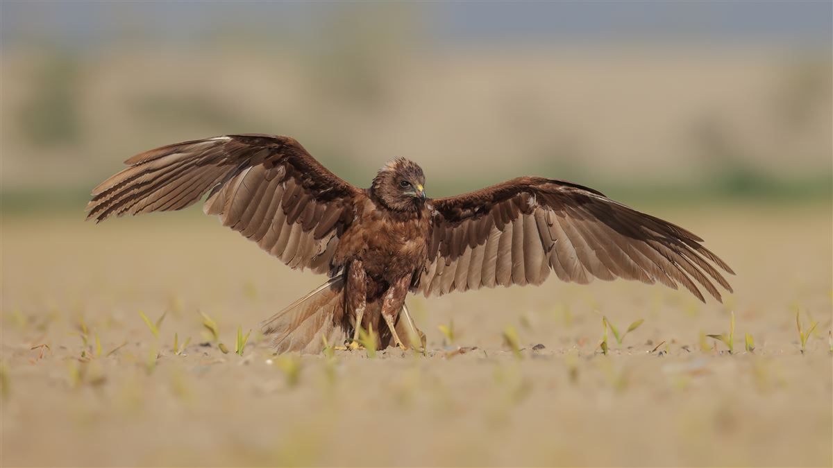 Western Marsh Harrier