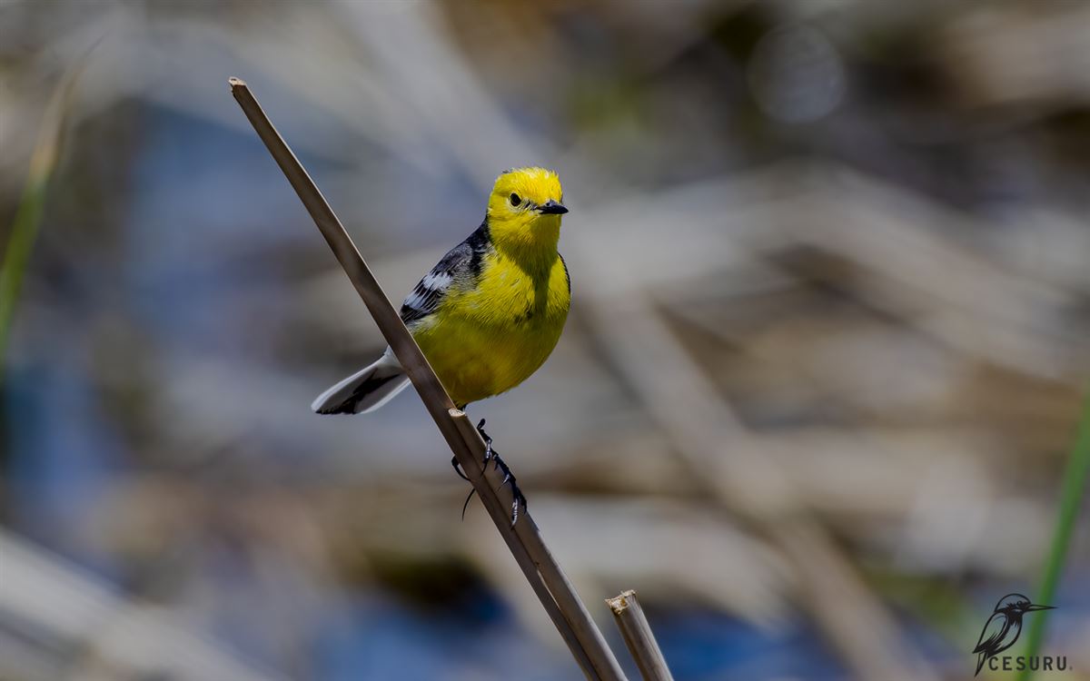 Citrine Wagtail