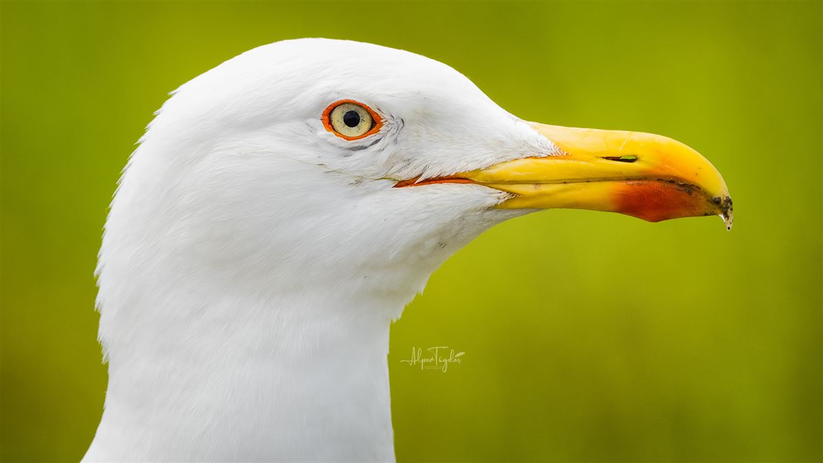 Yellow-legged Gull