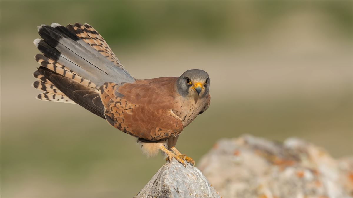 Lesser Kestrel