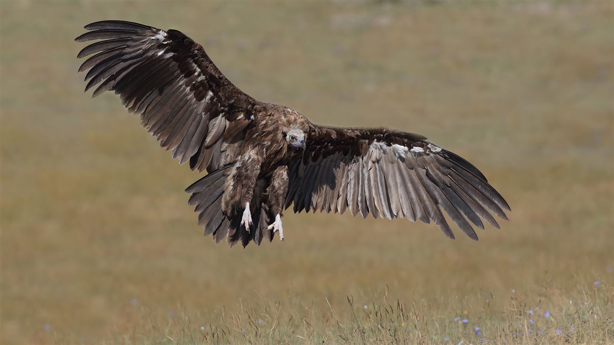 Cinereous Vulture