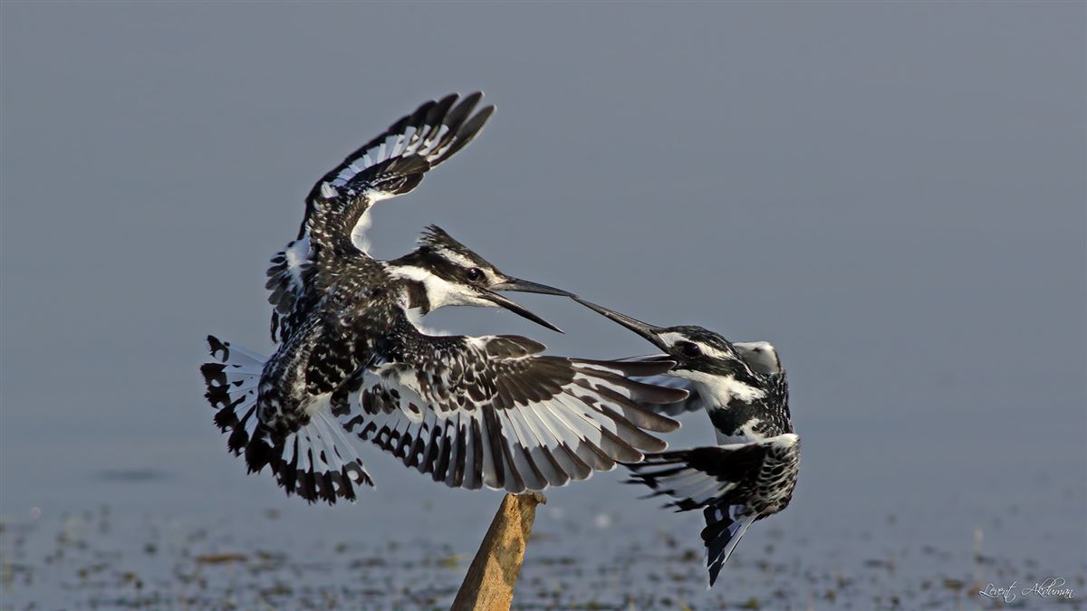 Pied Kingfisher