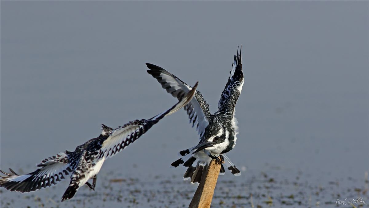 Pied Kingfisher