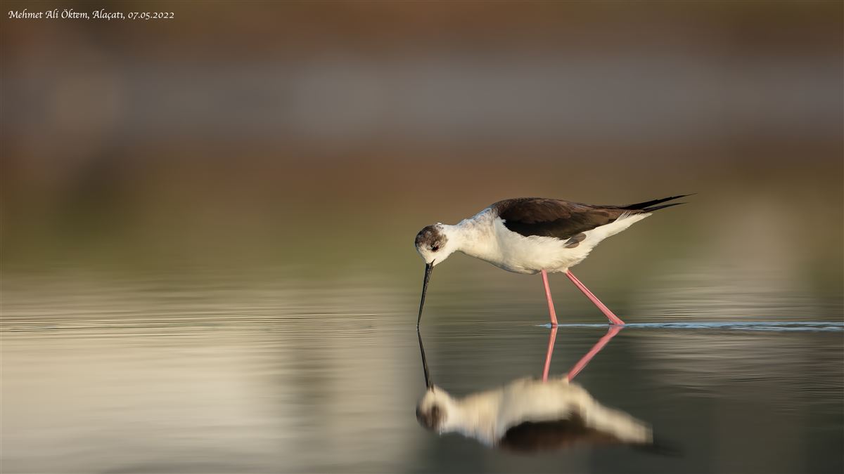 Black-winged Stilt