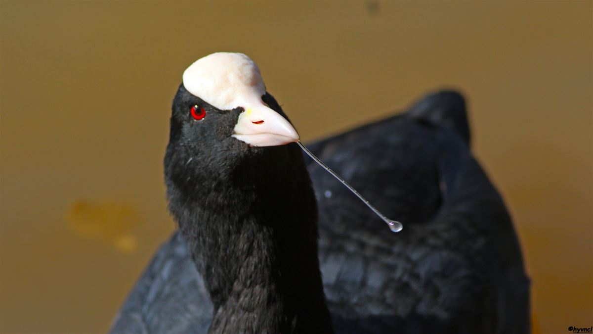 Eurasian Coot