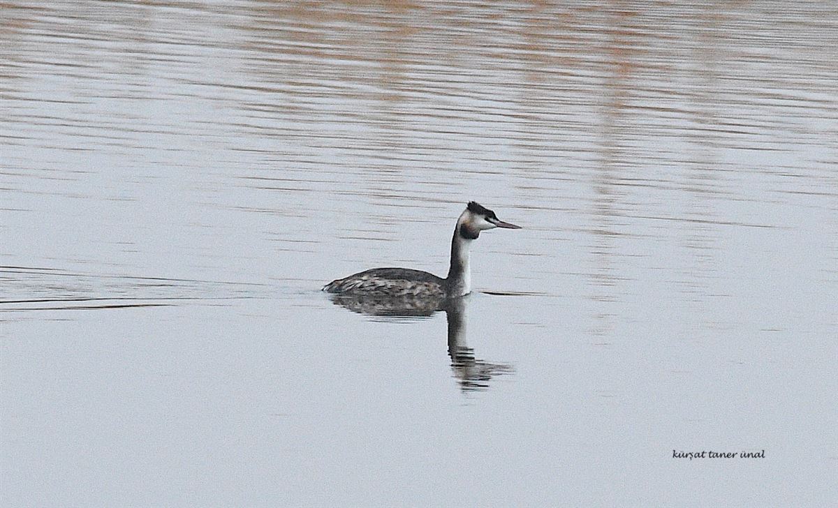 Great Crested Grebe