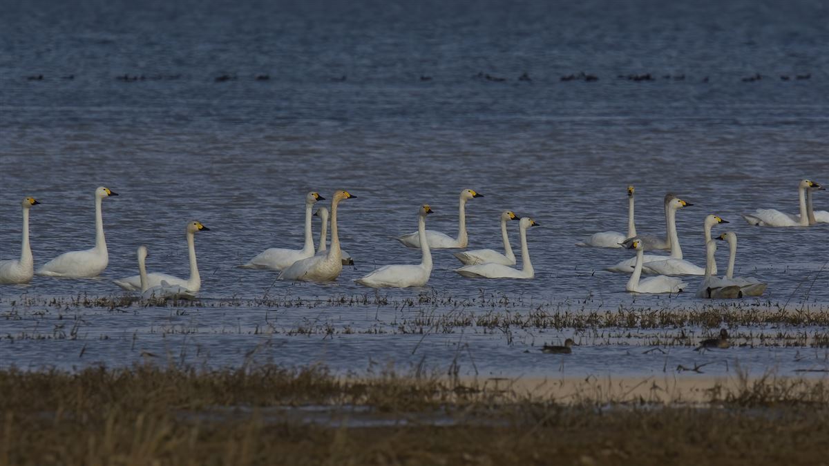 Tundra Swan