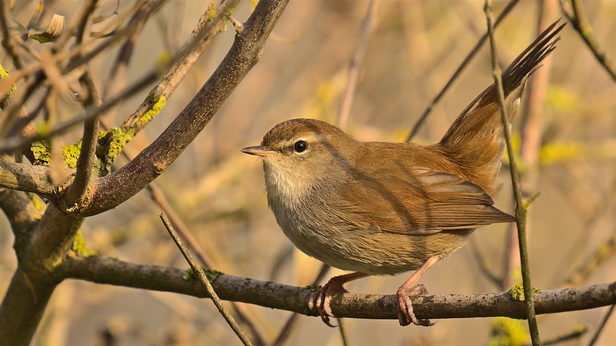 Cetti`s Warbler