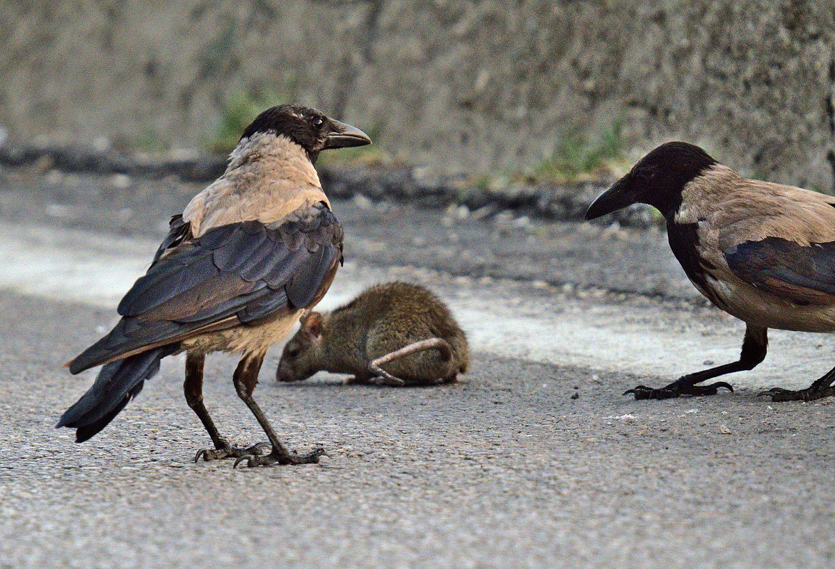 Hooded Crow