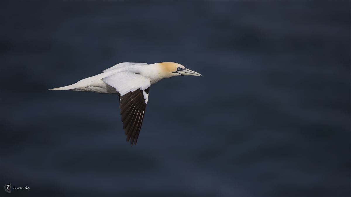 Northern Gannet