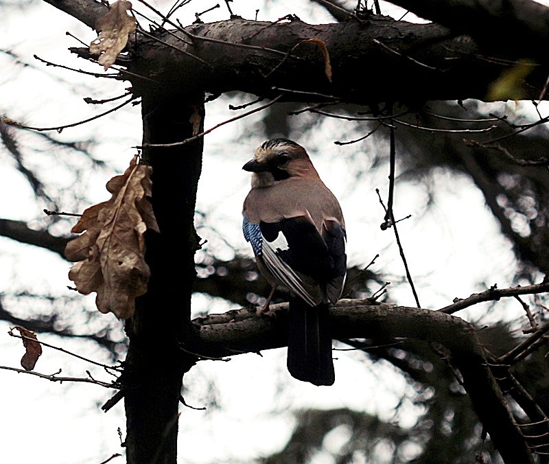 Eurasian Jay