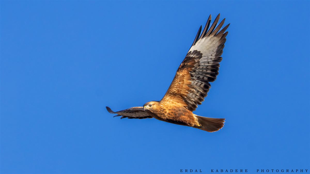 Long-legged Buzzard