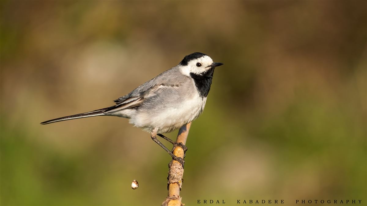 White Wagtail