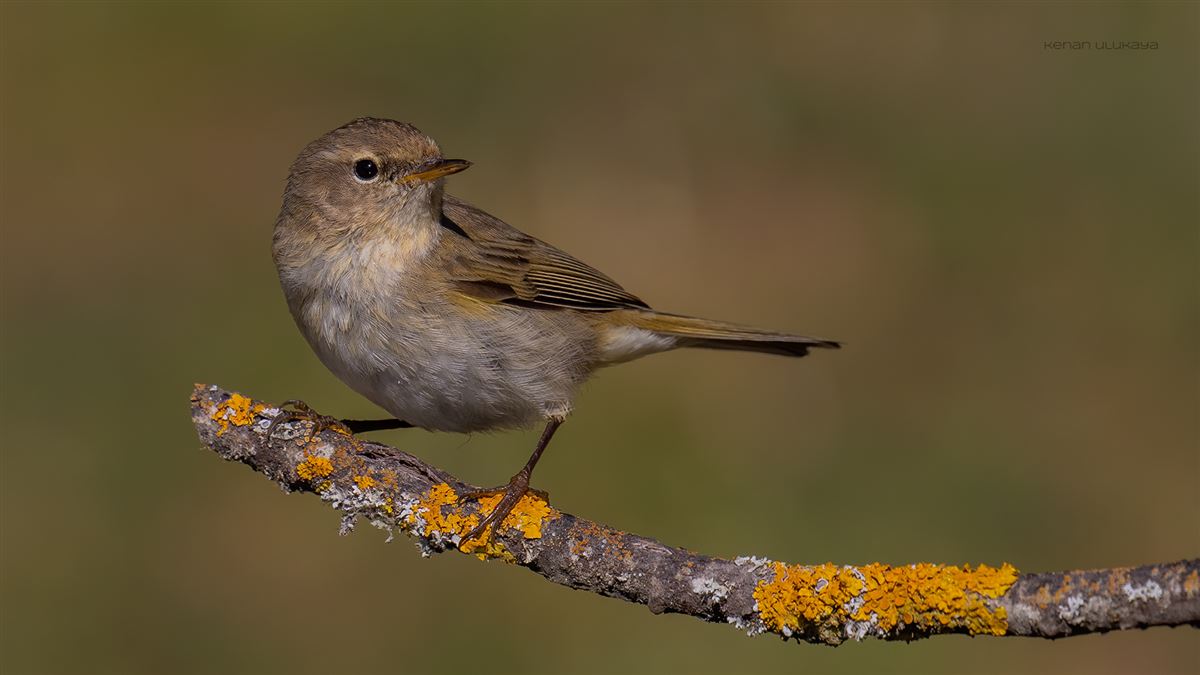 Common Chiffchaff