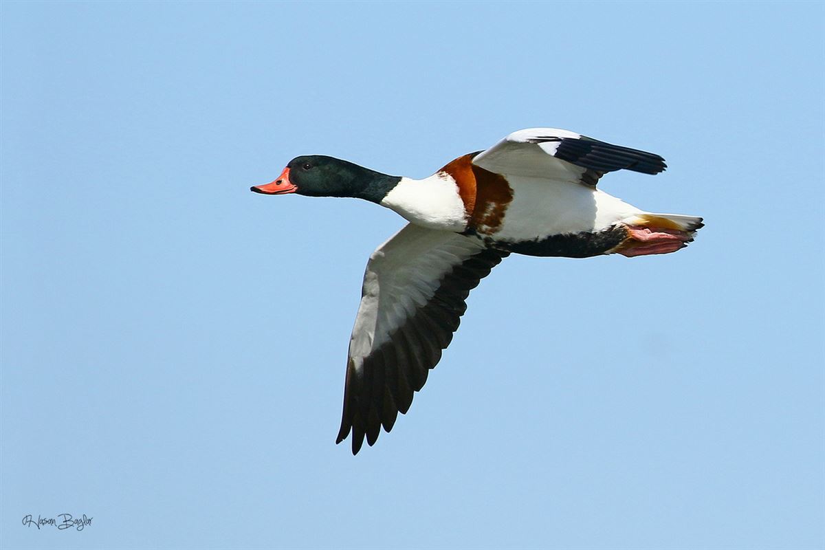 Common Shelduck