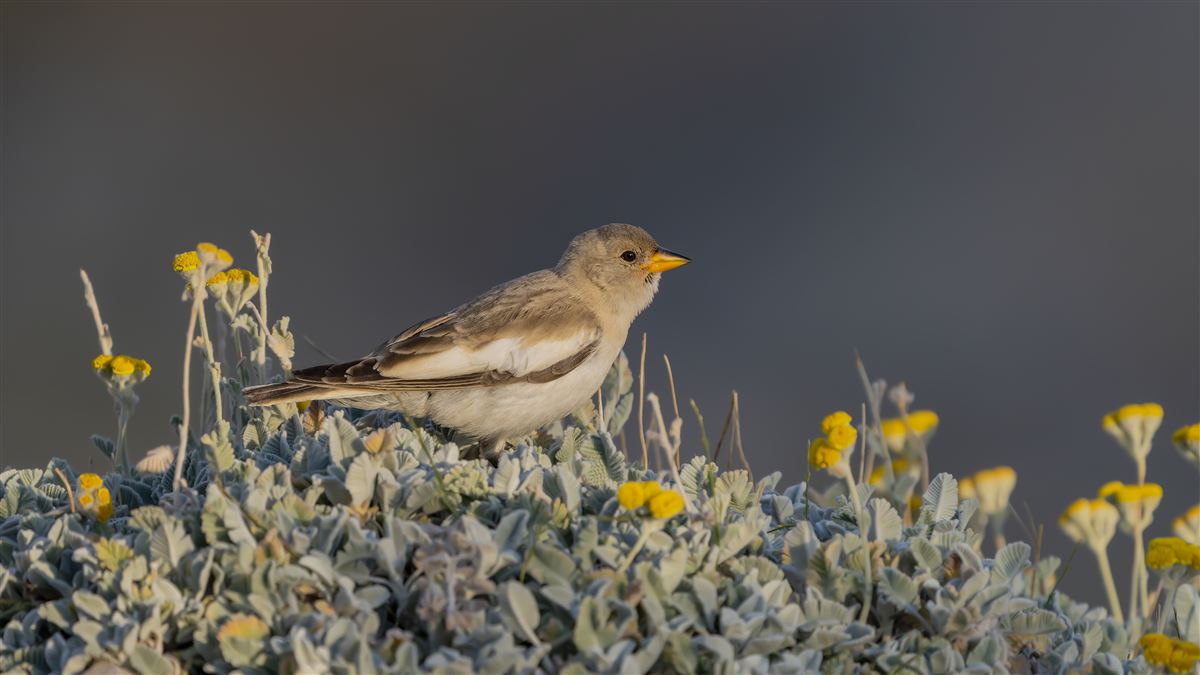 White-winged Snowfinch