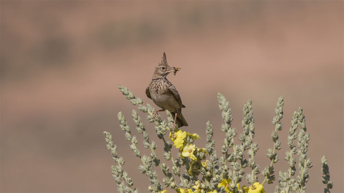 Crested Lark