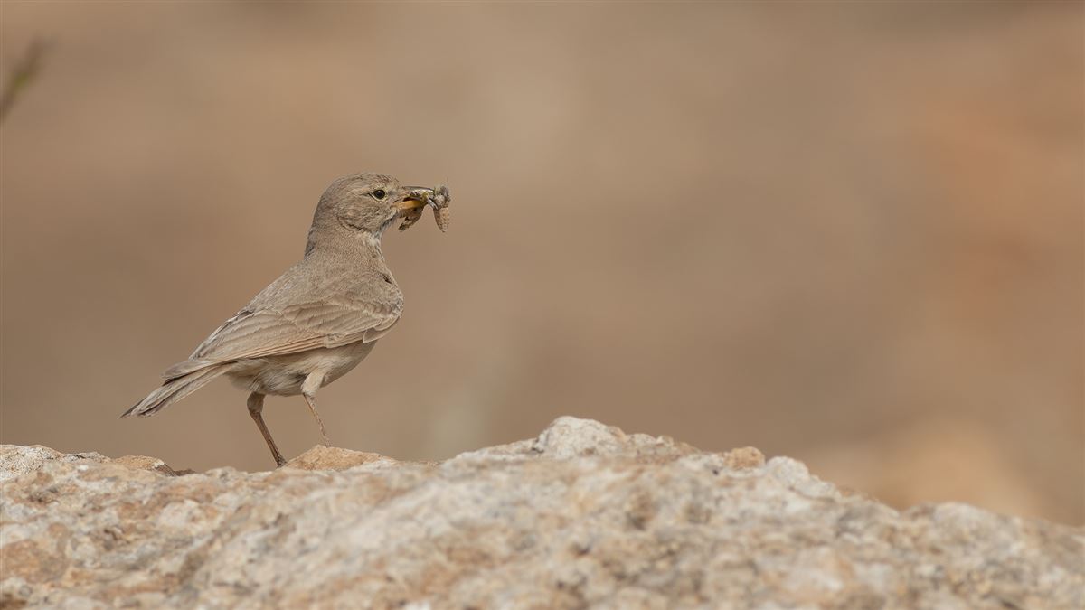 Desert Lark