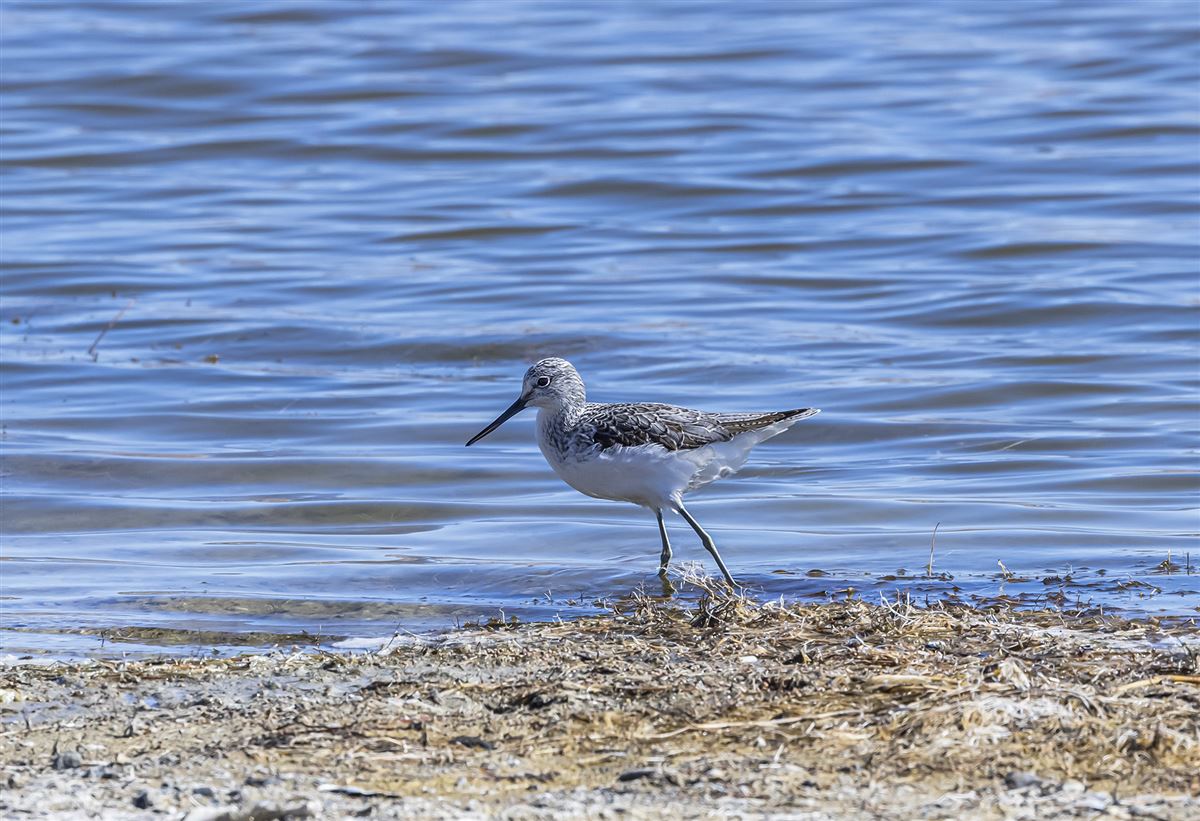 Common Greenshank