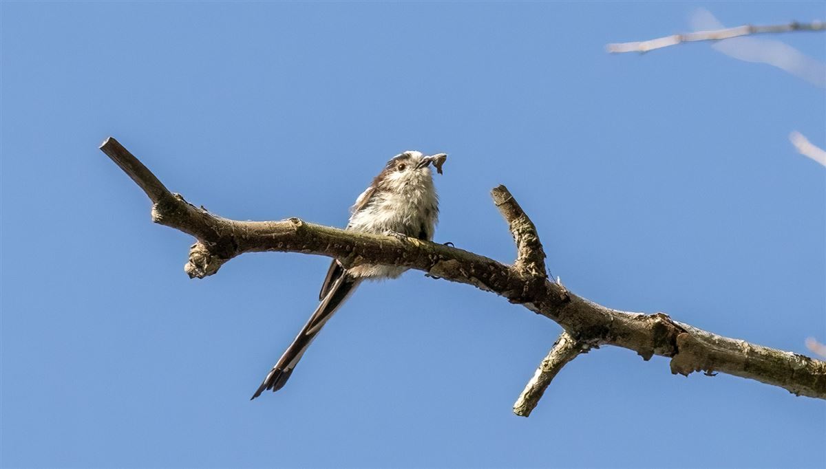 Long-tailed Tit