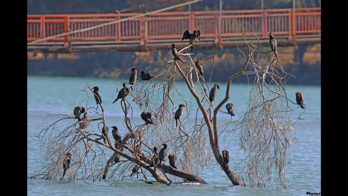 Pygmy Cormorant