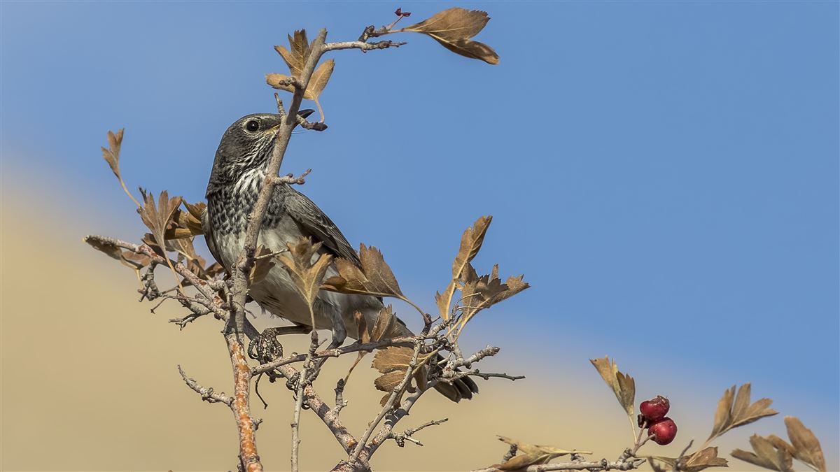 Black-throated Thrush