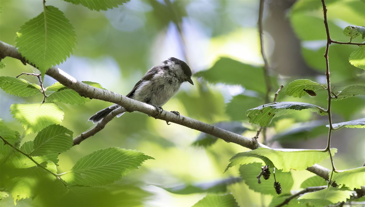 Marsh Tit
