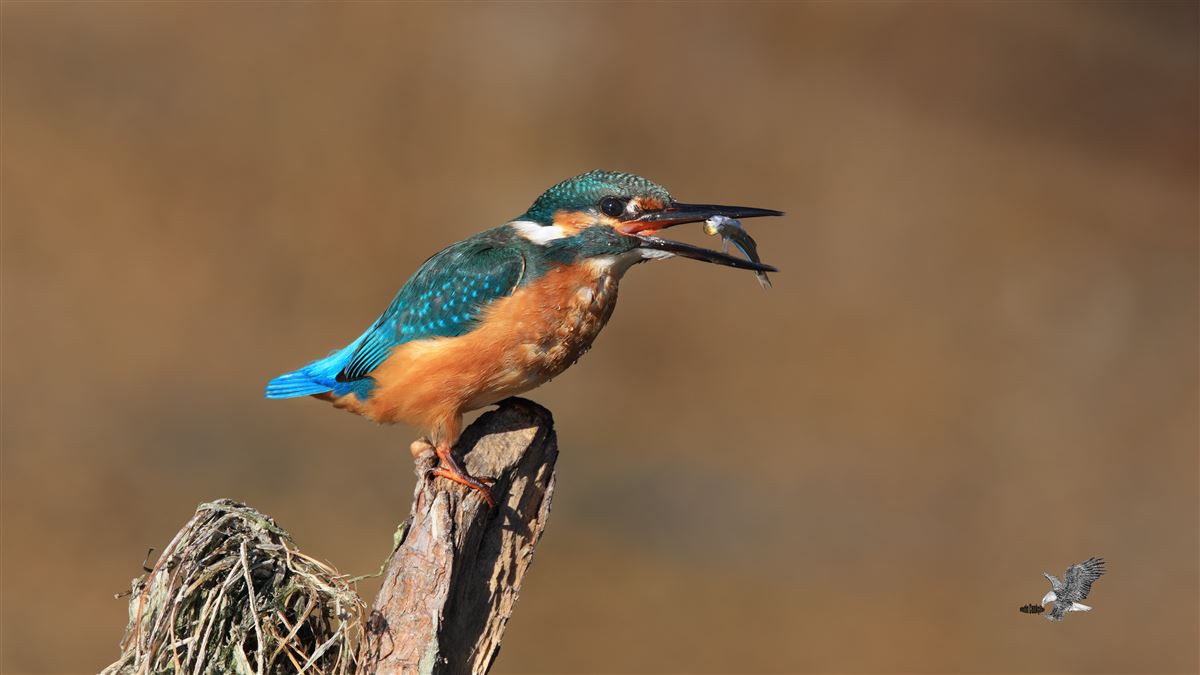 Common Kingfisher