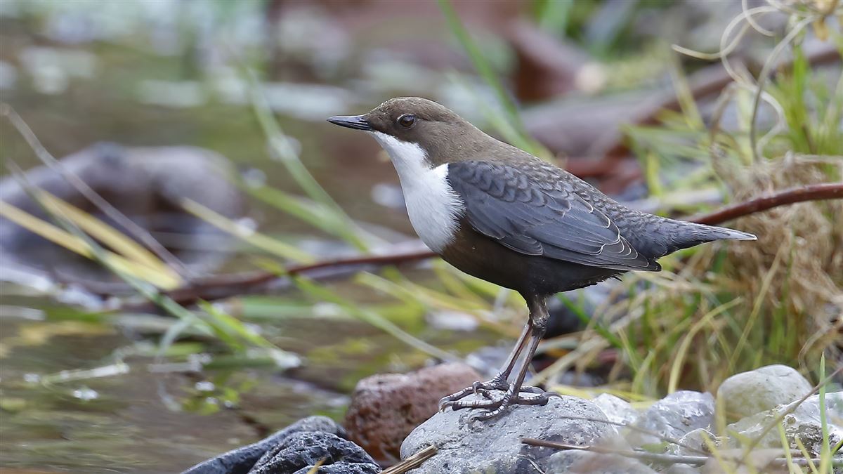 White-throated Dipper