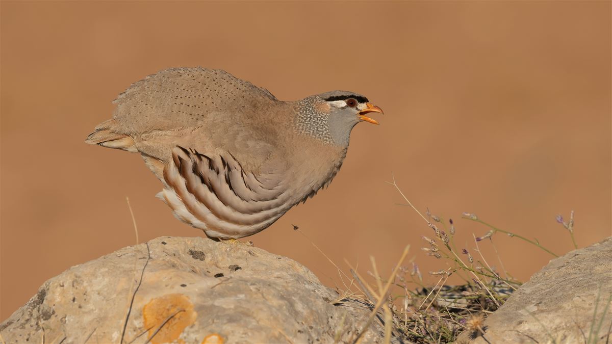 See-see Partridge
