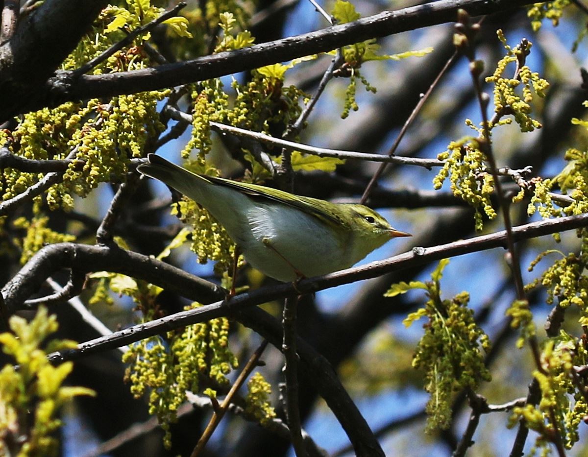 Wood Warbler