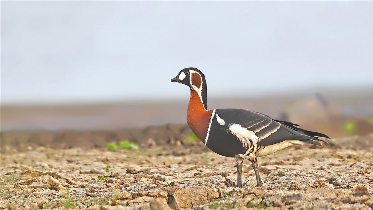 Red-breasted Goose