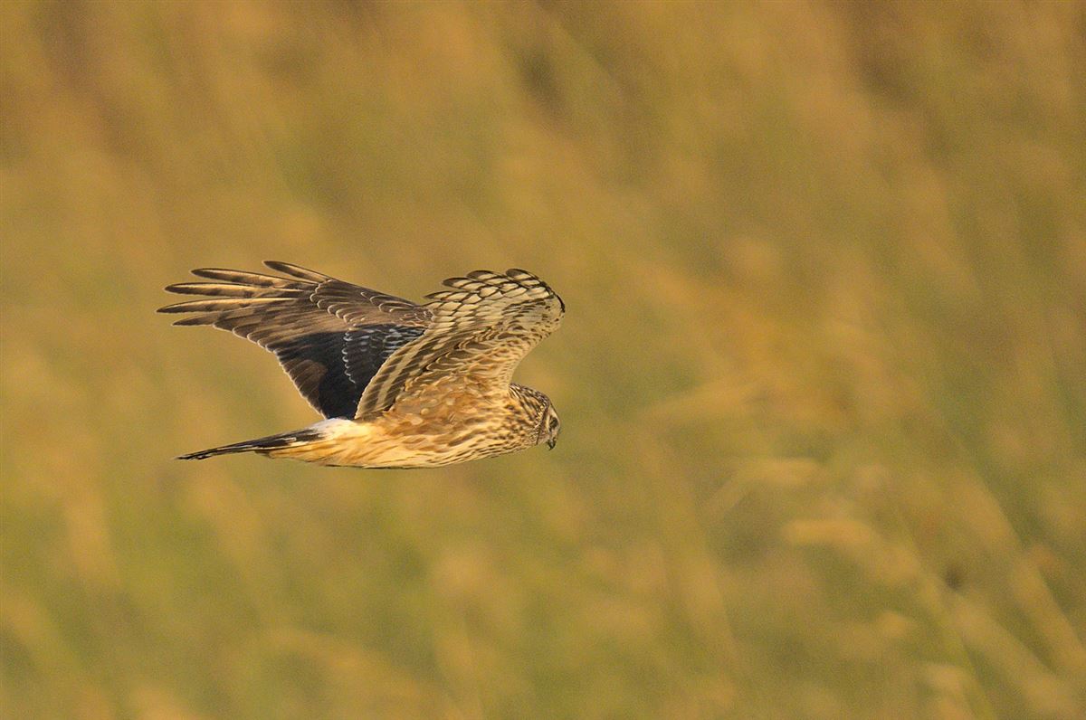 Hen Harrier