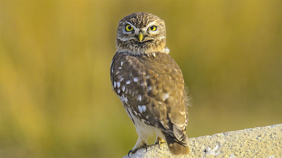 Little Owl
