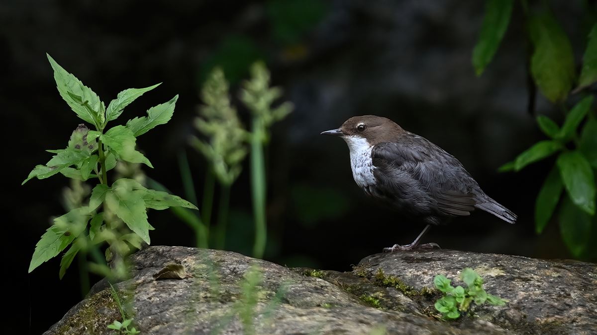 White-throated Dipper