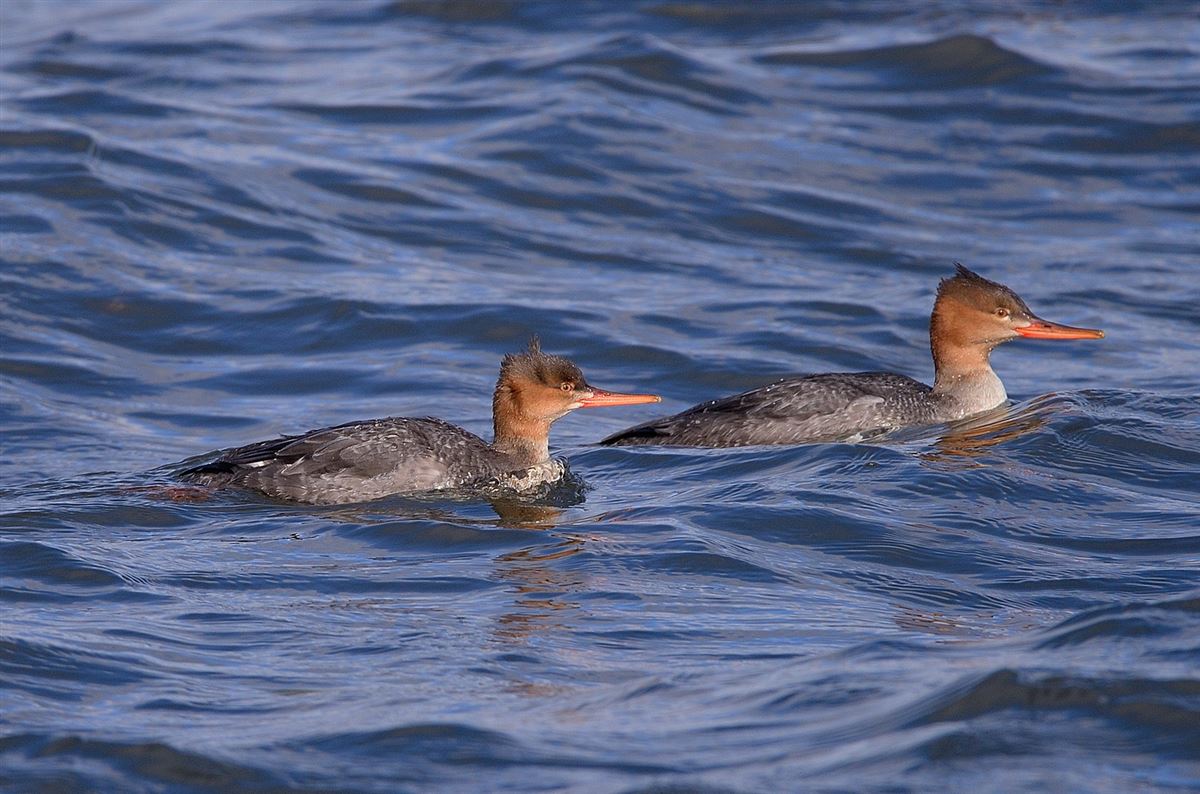 Red-breasted Merganser